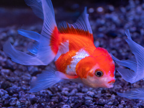 Close-up of an Oranda goldfish swimming in an aquarium, with red and white scales and a prominent head growth