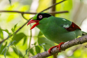 Fototapeta premium Bornean Green Magpie (Cissa jefferyi) perched on mossy branch, Borneo rainforest endemic bird