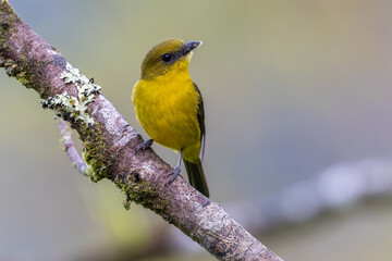 Obraz premium Bornean Whistler (Pachycephala hypoxantha) perched on branch, endemic Borneo bird close-up