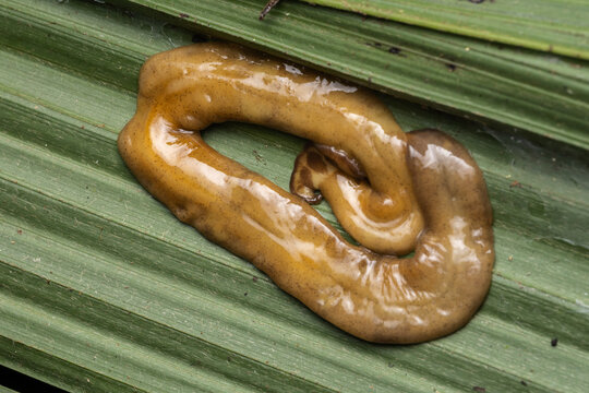 Land planarian flatworm (Bipalium sp.) on green leaf in Borneo rainforest