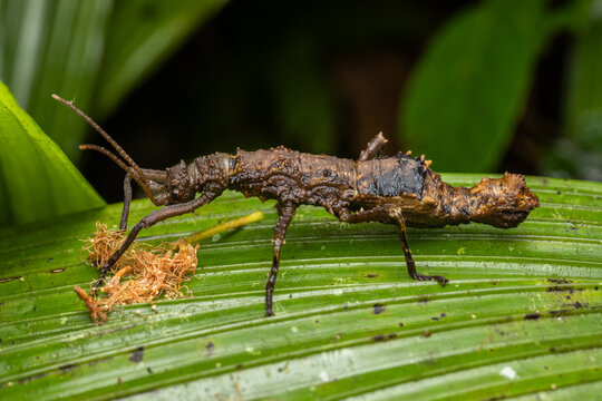 Brown spiny stick insect macro on green leaf in Borneo rainforest
