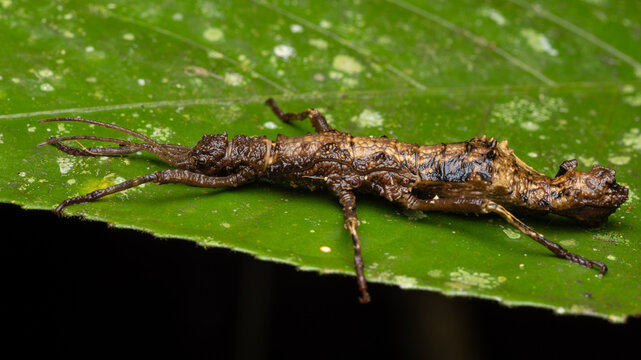 Brown spiny stick insect macro on green leaf in Borneo rainforest