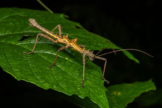 Spiny stick insect (Epidares nolimetangere) macro shot on green leaf in Borneo rainforest