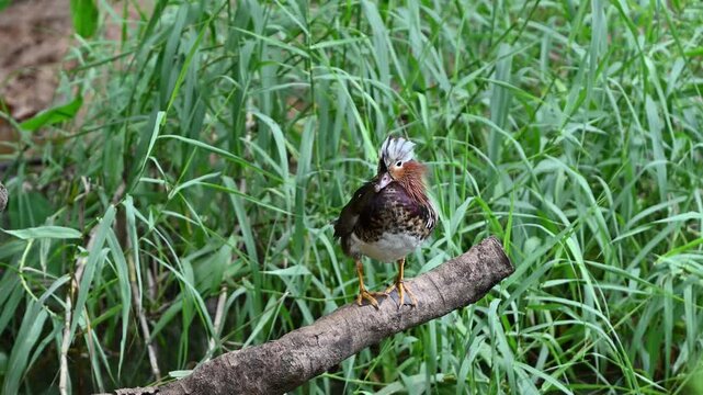 A colorful male mandarin duck stands gracefully on a fallen log cleaing her feathers carefully