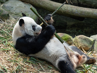 A giant panda (Ailuropoda melanoleuca) lies on its back while holding and eating a bamboo © alenthien