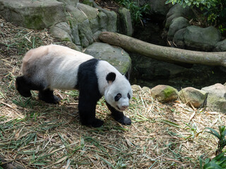 A giant panda (Ailuropoda melanoleuca) walks through its naturalistic enclosure © alenthien