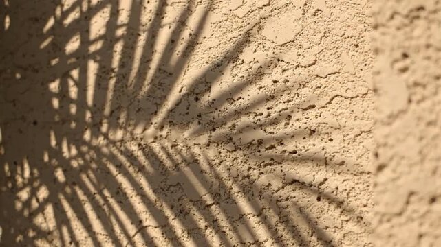 Shadow of palm leaves cast on textured beige wall creating natural pattern and ambiance
