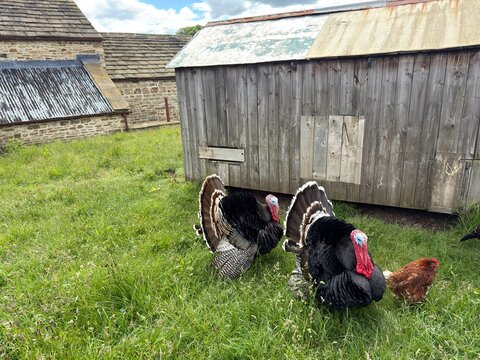 Rustic European Farmstead View: Large grand turkeys roam freely on a vibrant green lawn by a time-worn gray wood structure and an authentic centuries-old stone building.
