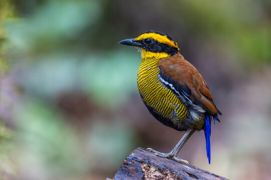 Bornean Banded Pitta (Hydrornis schwaneri) perched on a rainforest log in Sabah, Malaysia. A vibrantly colored endemic bird species.
