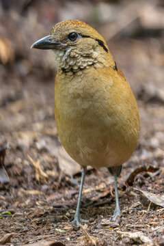 Close-up of a female Giant Pitta (Hydrornis caeruleus) perched on a rainforest log in Sabah, Malaysia. A rare and vulnerable bird species.