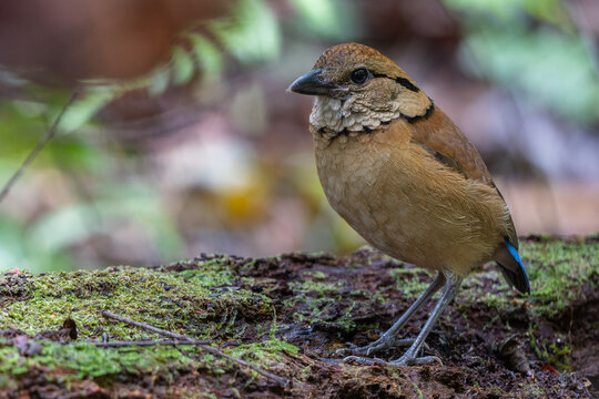 Close-up of a female Giant Pitta (Hydrornis caeruleus) perched on a rainforest log in Sabah, Malaysia. A rare and vulnerable bird species.