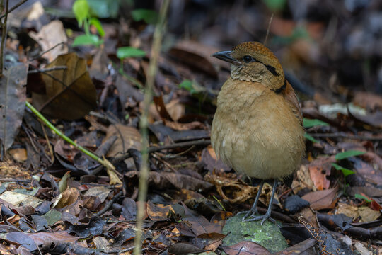 Close-up of a female Giant Pitta (Hydrornis caeruleus) perched on a rainforest log in Sabah, Malaysia. A rare and vulnerable bird species.