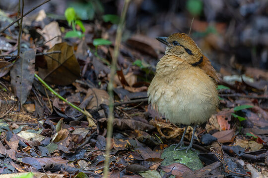 Close-up of a female Giant Pitta (Hydrornis caeruleus) perched on a rainforest log in Sabah, Malaysia. A rare and vulnerable bird species.