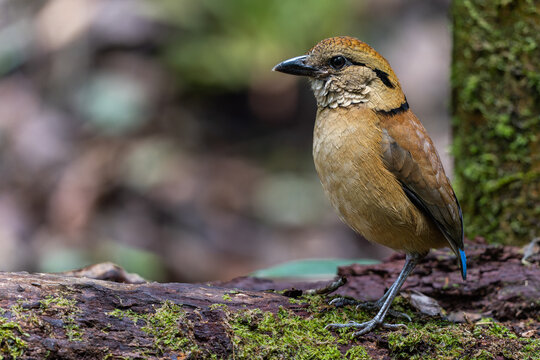 Close-up of a female Giant Pitta (Hydrornis caeruleus) perched on a rainforest log in Sabah, Malaysia. A rare and vulnerable bird species.
