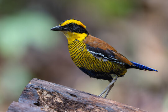 Bornean Banded Pitta (Hydrornis schwaneri) perched on a rainforest log in Sabah, Malaysia. A vibrantly colored endemic bird species.