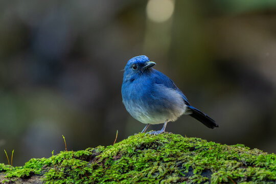 White-tailed Flycatcher (Cyornis concretus) perched on mossy rainforest log in Sabah, Borneo. A stunning blue and white bird.