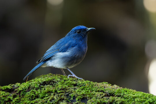 White-tailed Flycatcher (Cyornis concretus) perched on mossy rainforest log in Sabah, Borneo. A stunning blue and white bird.