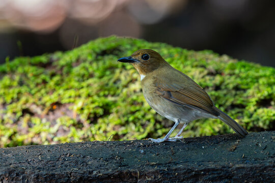 Close-up of a female Giant Pitta (Hydrornis caeruleus) perched on a rainforest log in Sabah, Malaysia. A rare and vulnerable bird species.