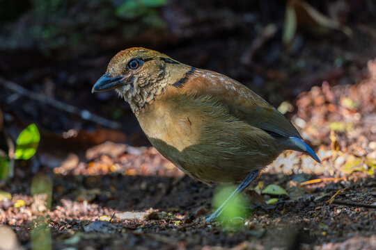 Close-up of a female Giant Pitta (Hydrornis caeruleus) perched on a rainforest log in Sabah, Malaysia. A rare and vulnerable bird species.