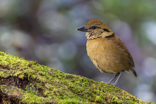 Close-up of a female Giant Pitta (Hydrornis caeruleus) perched on a rainforest log in Sabah, Malaysia. A rare and vulnerable bird species.