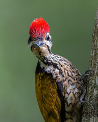 Fototapeta premium Nature wildlife of Common flameback woodpecker drilling bark tree finding food like insect in nature