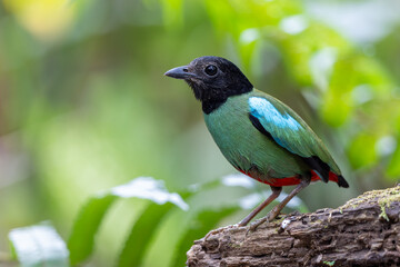 Obraz premium Nature Wildlife image of Borneo Hooded Pitta (Pitta sordida mulleri) on Rainforest jungle