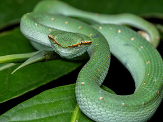 Fototapeta premium Close-up of a venomous green pitviper, highlighting its textured scales and alert pose