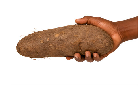 African hand holding a freshly harvested yam tuber, isolated on pure white background.