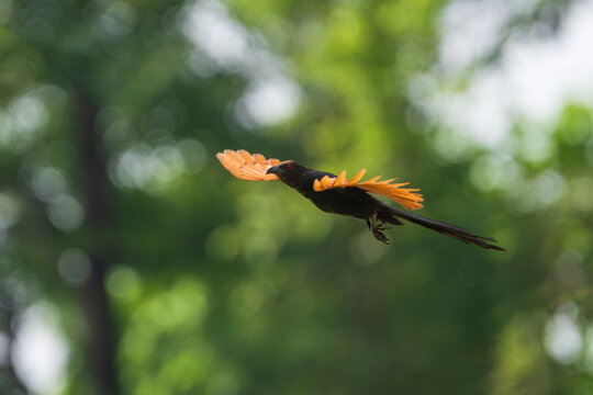 Greater Coucal (Centropus sinensis) in flight through its natural habitat. This large, ground-dwelling cuckoo is recognized by its glossy black body, rich chestnut wings, and long tail.