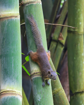Hoary-bellied Squirrel (Callosciurus pygerythrus), also known as the Irrawaddy Squirrel, perched on a bamboo stem in its natural forest habitat. 