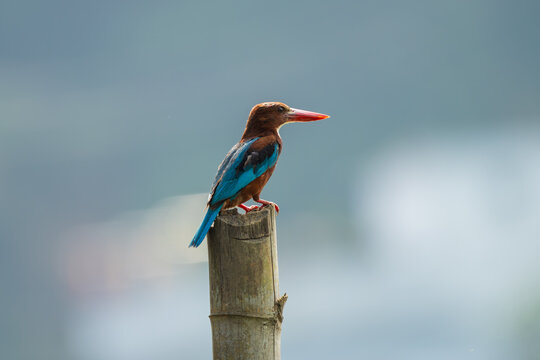 White-throated Kingfisher (Halcyon smyrnensis) perched on a bamboo log while scanning for prey. This colorful kingfisher is poised in a hunting stance, watching for fish, insects, or small vertebrates