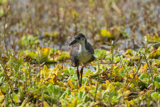 Immature White-breasted Waterhen (Amaurornis phoenicurus) foraging in its natural wetland habitat. This juvenile rail is searching for insects and other small prey along the water's edge