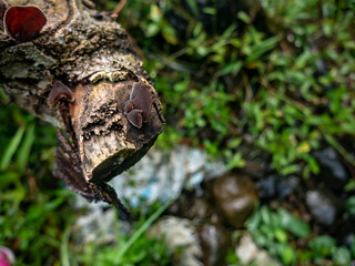 Fototapeta premium Wood Ear Mushrooms Emerging from a Damp Fallen Log in Forest 