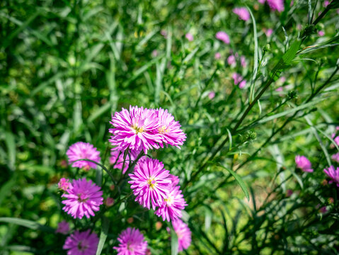 Pink Purple Aster Flowers Surrounded by Lush Green Foliage
