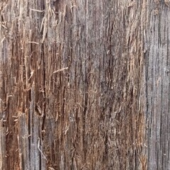 Fototapeta premium old wood texture