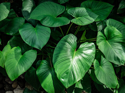 lush green heart-shaped leaves of homalomena rubescens in a tropical garden
