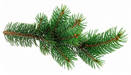 Fototapeta premium Christmas pine branch isolated for design elements