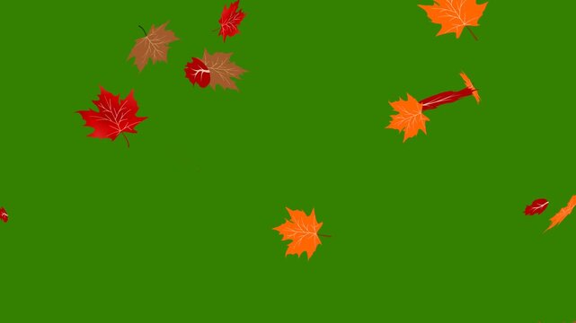 Maple leaves falling down animation on green screen background.
