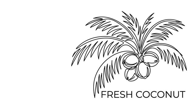 Single line drawing of a coconut palm tree with fruit.