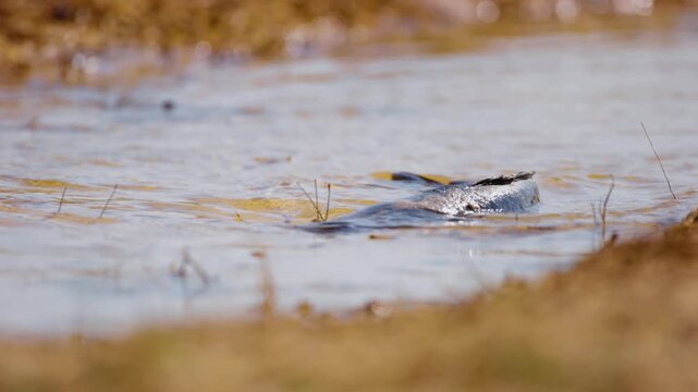 A large Wels Catfish (Silurus glanis) struggles to swim in a shallow canal in Khwai, Moremi Game Reserve, South Africa. The catfish's tail flails against the bottom, stirring up mud as it tries to mov