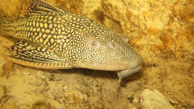 Vieja del agua ventosa, pez