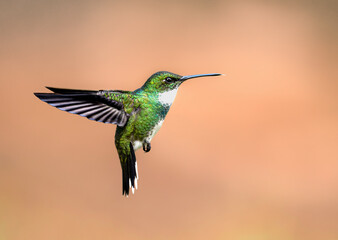 Picaflor garganta blanca volando © Sergio