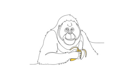 Continuous line drawing of an orangutan eating a banana, minimalist illustration, white background © Vector