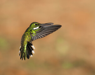 Picaflor garganta blanca volando © Sergio