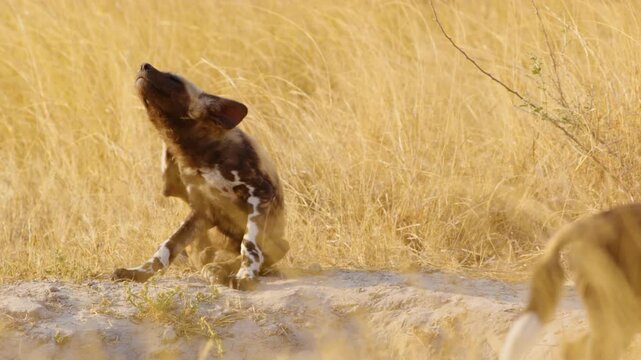 An intimate close-up of a wild African Wild Dog (Lycaon pictus) sitting in the Moremi Game Reserve, indulging in a satisfying scratch. 