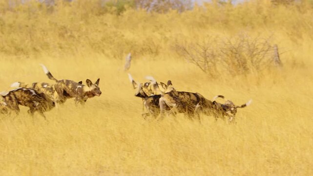 African Wild Dogs play and chase each other in the tall grass of Moremi Game Reserve, showing their energetic and playful nature. 