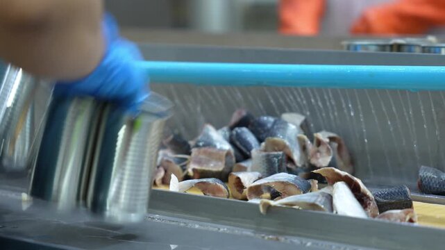Worker packing canned sardines in a food processing factory, Quality control inspection of metal cans on a food conveyor belt, Automated industrial canning line in a seafood production facility