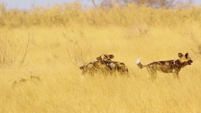 African Wild Dogs play and chase each other in the tall grass of Moremi Game Reserve, showing their energetic and playful nature. 
