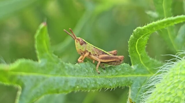 Juvenile grasshopper moves slightly in extreme macro on serrated green leaf.