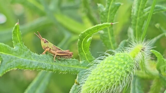 Static macro of grasshopper and hairy poppy bud on vivid green plant.